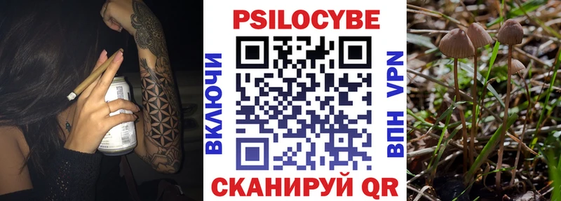 Галлюциногенные грибы Psilocybe  Камышин 
